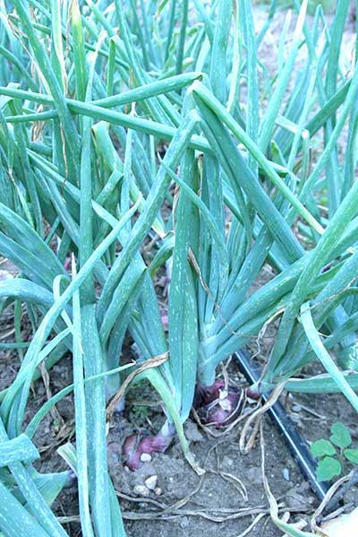 Damage to onion leaves caused by thrips Damage to onion leaves caused by thrips