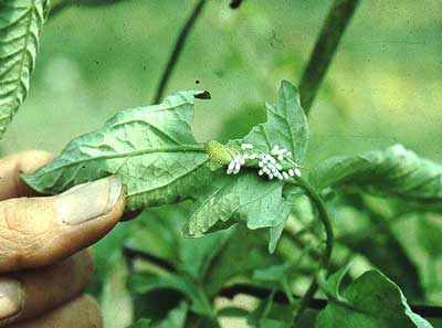 Tomato hornworm hosting braconid wasp cocoons. Vern Grubinger photo