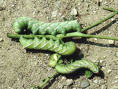 Hornworms on tomato