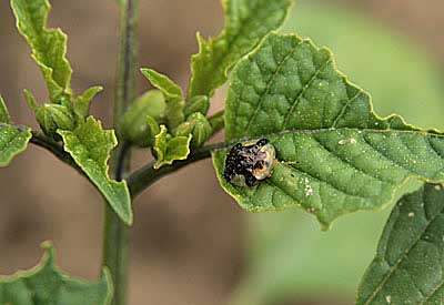 Tortoise beetle