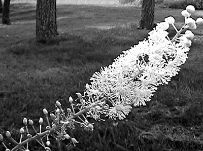 Black cohosh flowers