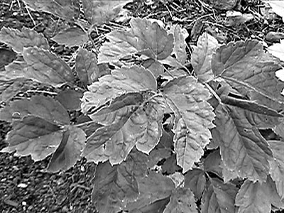 Black cohosh foliage