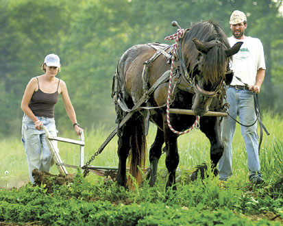 Buckwheat Blossom Farm