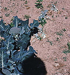 Cabbage maggot damage on broccoli