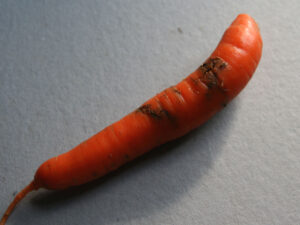 carrot rust fly damage