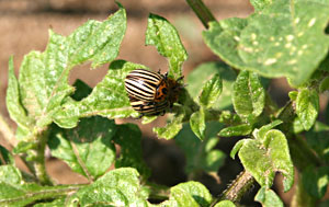 Adult Colorado potato beetle