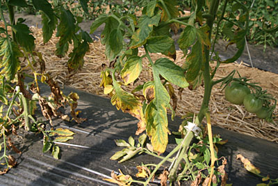 Early blight on tomato