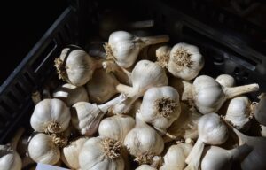 Harvested garlic in a crate. 