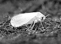 Silverleaf whitefly