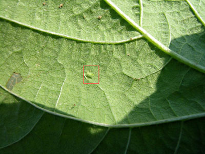 Leafhopper nymph