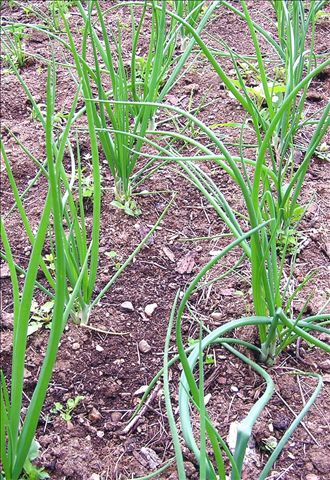 onions-growing-in-gardens