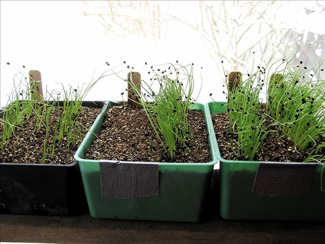 How to Grow Onion from Seed  