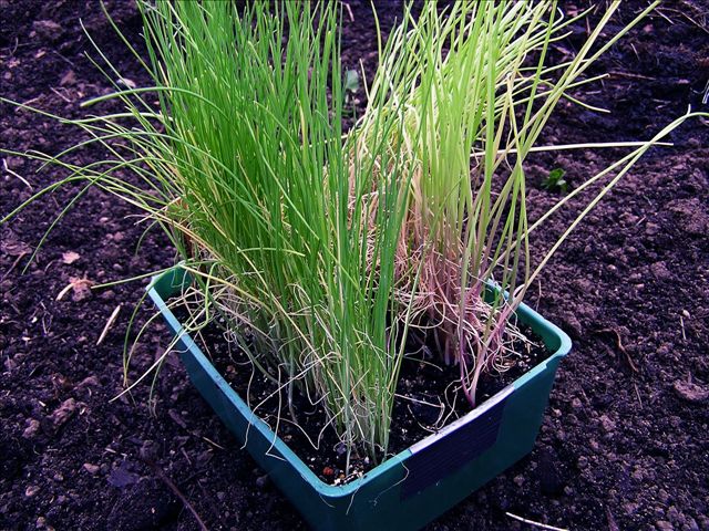 onion-seedlings-ready-for-transplant