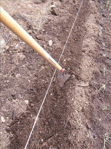 onion-furrow-in-garden