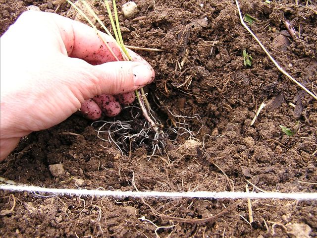 planting-onion-transplants