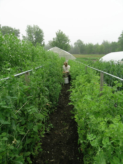 Plant peas on Patriots' Day. Eric Sideman photo