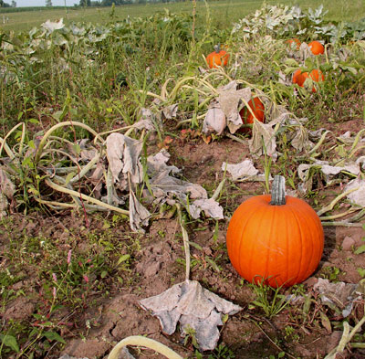 Thorough infection of powdery mildew late in the season