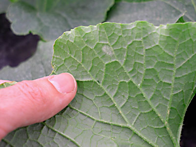 First signs of powdery mildew