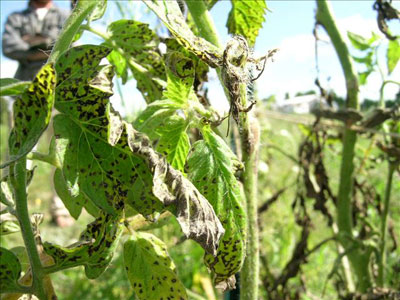 Septoria leaf spot