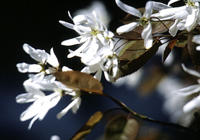 Shadbush blossoms