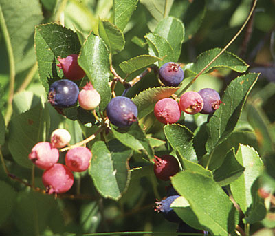 Amelanchier fruit