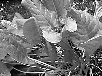 Sorrel in a pot