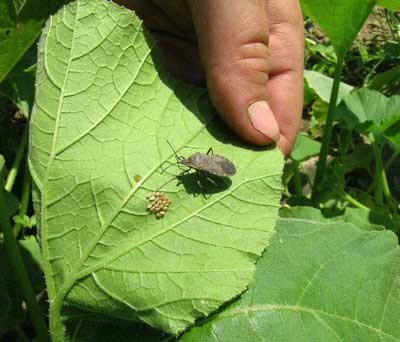 Squash bug adult and eggs