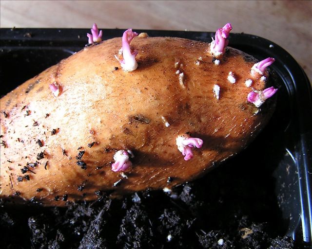 Sweet potatoes sprout when they're kept warm and moist. English photo.