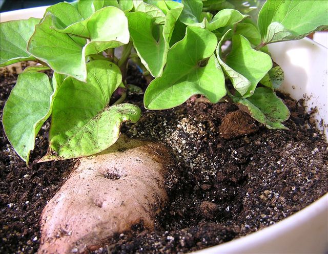 The sprouts grow into vines, which can be pulled from the sweet potato, rooted in water and planted in the garden.