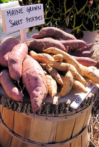 Maine-grown sweet potatoes at Johnny's Selected Seeds' demonstration garden