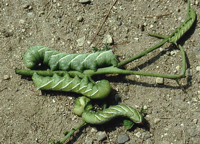 Hornworms on tomato vine