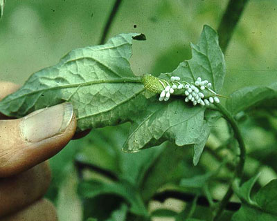 Tomato hornworm hosting braconid wasp cocoons. Vern Grubinger photo