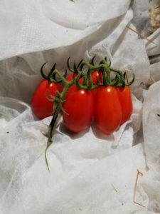 59 of 27,017 Picot Italian Cherry tomatoes by Valerie Jackson