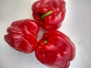 Ace sweet pepper by Anne Warner