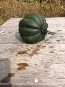 Acorn Squash by Lindsey Schortz