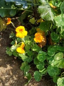 Alaska Nasturtiums by Valerie Jackson