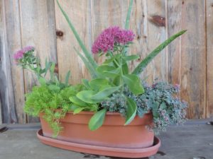 Aloe vera, 3 varieties sedum & portulaca by Jeffrey Mabee