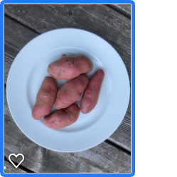 JUDGES' AWARD: AmaRosa fingerling potato on 7.5" plate by Peter Garrett