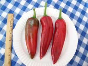 Anaheim Hot Pepper by Sandra Swatsky