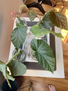 Angel wing begonia cuttings propagating in water by Melissa DeStefano