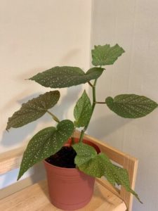 Angel wing begonia houseplant by Melissa DeStefano