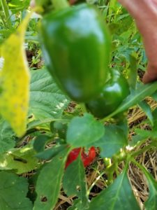 Apple peppers by Valerie Jackson