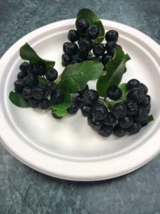 Aronia, "Chokeberry". Will be jelly and an addition to elderberry syrup. by Amy Frances LeBlanc