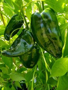 Baron poblano pepper by Anne Warner