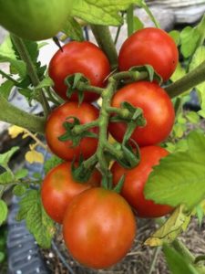 Baxter's Lunchbox Tomato, saved and named by our neighbor Bill Baxter, deemed to be the best lunchbox tomato ever! by Amy Frances Leblanc