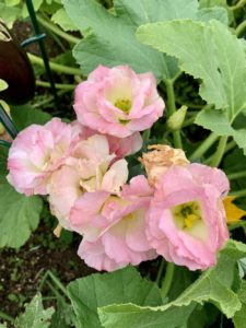 Beautiful organic flowers in my community garden plot by Melissa DeStefano