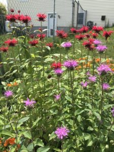 Bee Balm, Purple and Red by Matthew Dubois