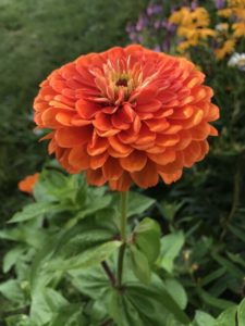 Benary's Giant Zinnia, Orange by Matthew Dubois