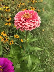 Benary's Giant Zinnia, Salmon Rose by Matthew Dubois