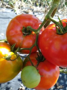 Big Beef beefsteak tomato by Anne Warner